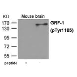 Western blot - GRF-1 (Phospho-Tyr1105) Antibody from Signalway Antibody (12009) - Antibodies.com