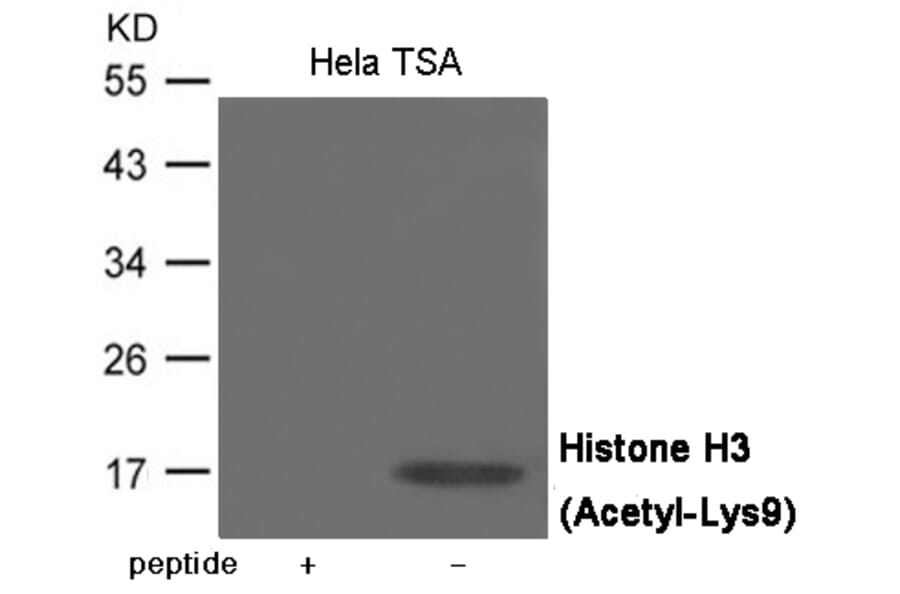 Western blot - Histone H3 (Acetyl-Lys9) Antibody from Signalway Antibody (12069) - Antibodies.com