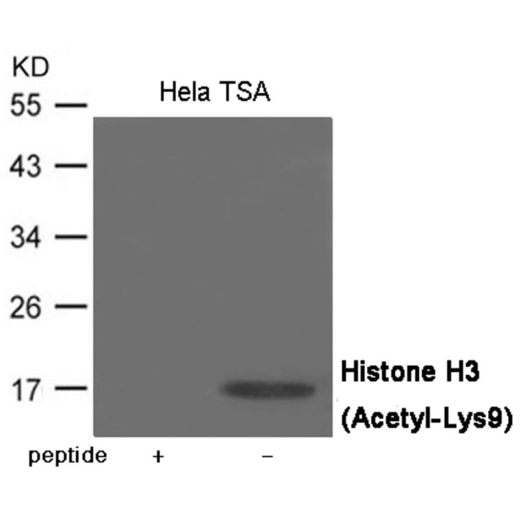 Western blot - Histone H3 (Acetyl-Lys9) Antibody from Signalway Antibody (12069) - Antibodies.com