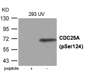 Western blot - CDC25A (Phospho-Ser124) Antibody from Signalway Antibody (12073) - Antibodies.com