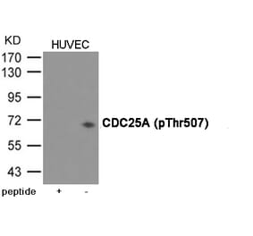 Western blot - CDC25A (Phospho-Thr507) Antibody from Signalway Antibody (12076) - Antibodies.com