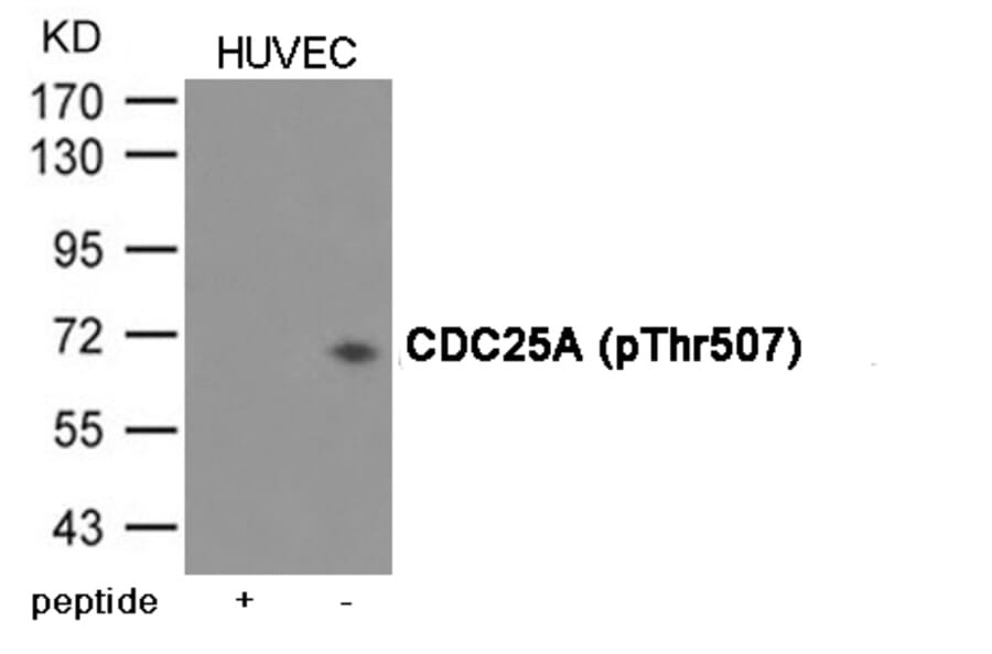 Western blot - CDC25A (Phospho-Thr507) Antibody from Signalway Antibody (12076) - Antibodies.com