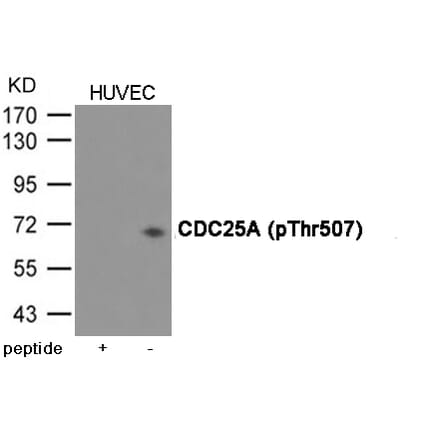 Western blot - CDC25A (Phospho-Thr507) Antibody from Signalway Antibody (12076) - Antibodies.com