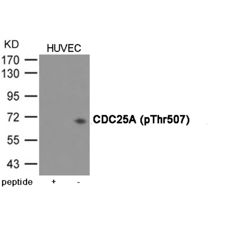 Western blot - CDC25A (Phospho-Thr507) Antibody from Signalway Antibody (12076) - Antibodies.com