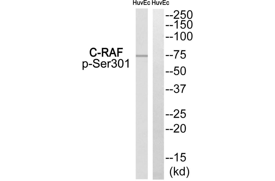 Western blot - C-RAF (Phospho-Ser301) Antibody from Signalway Antibody (12119) - Antibodies.com