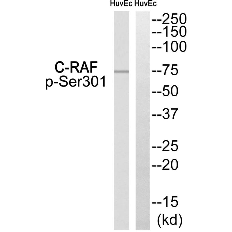 Western blot - C-RAF (Phospho-Ser301) Antibody from Signalway Antibody (12119) - Antibodies.com