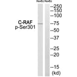 Western blot - C-RAF (Phospho-Ser301) Antibody from Signalway Antibody (12119) - Antibodies.com