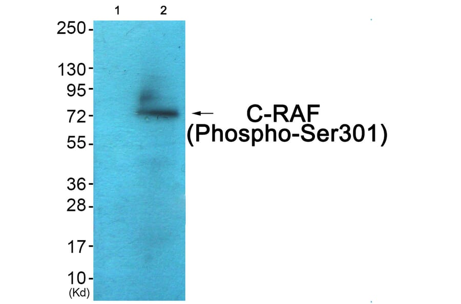 Western blot - C-RAF (Phospho-Ser301) Antibody from Signalway Antibody (12119) - Antibodies.com