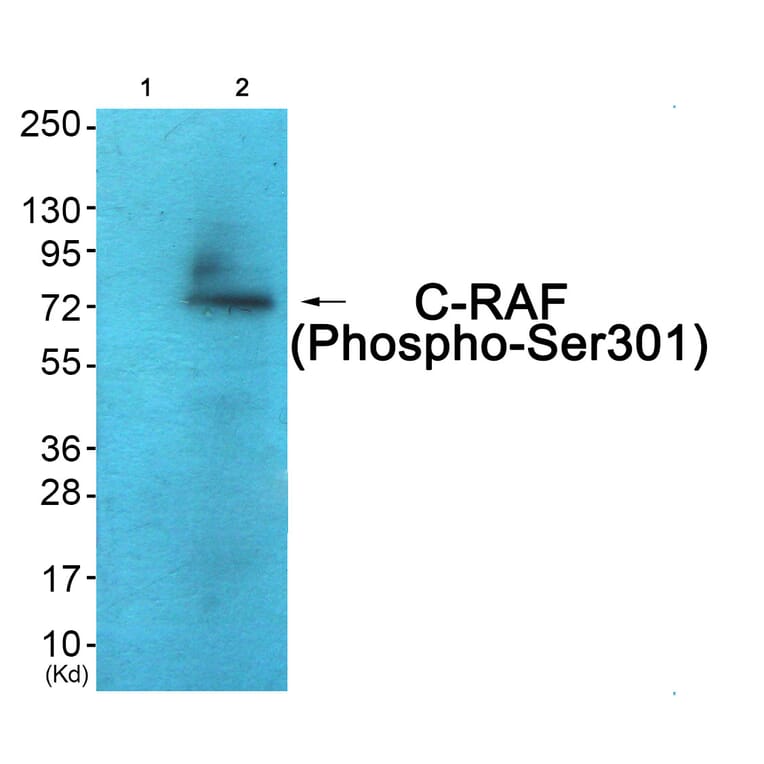 Western blot - C-RAF (Phospho-Ser301) Antibody from Signalway Antibody (12119) - Antibodies.com