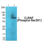 Western blot - C-RAF (Phospho-Ser301) Antibody from Signalway Antibody (12119) - Antibodies.com