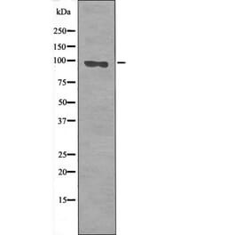 Western blot - FKHRL1 (Phospho-Ser644) Antibody from Signalway Antibody (12476) - Antibodies.com