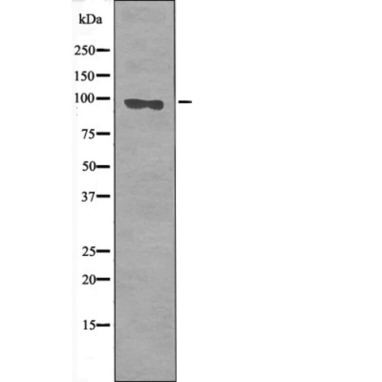 Western blot - FKHRL1 (Phospho-Ser644) Antibody from Signalway Antibody (12476) - Antibodies.com