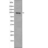 Western blot - FKHRL1 (Phospho-Ser644) Antibody from Signalway Antibody (12476) - Antibodies.com