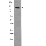 Western blot - BRCA1 (Phospho-Ser1497) Antibody from Signalway Antibody (12544) - Antibodies.com