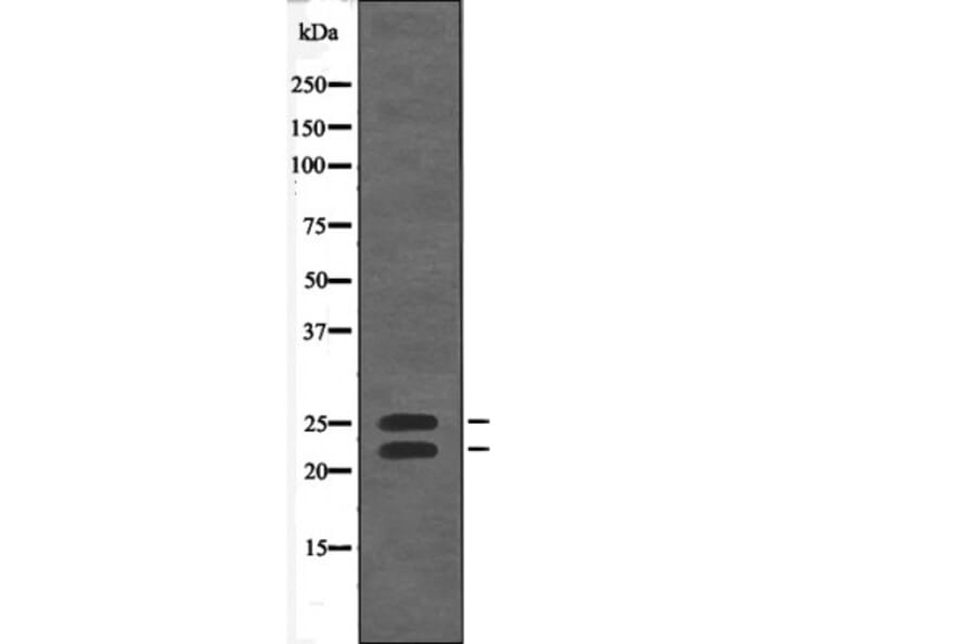 Western blot - Bim (Phospho-Thr56/116) Antibody from Signalway Antibody (12579) - Antibodies.com