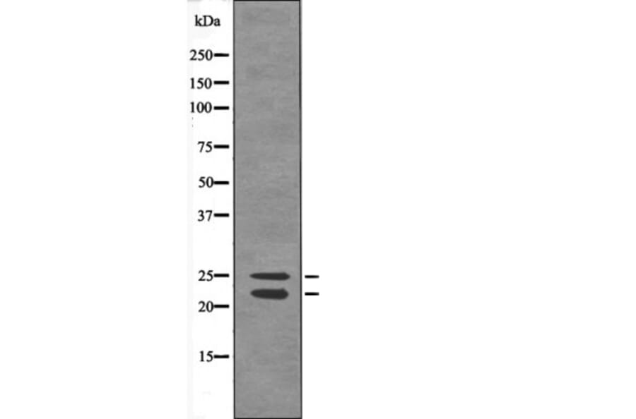 Western blot - Bim (Phospho-Ser44/104) Antibody from Signalway Antibody (12580) - Antibodies.com