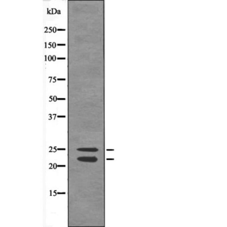 Western blot - Bim (Phospho-Ser44/104) Antibody from Signalway Antibody (12580) - Antibodies.com