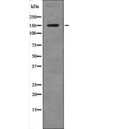 Western blot - Claspin (Phospho-Ser30) Antibody from Signalway Antibody (12586) - Antibodies.com