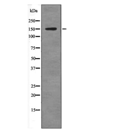 Western blot - Claspin (Phospho-Ser30) Antibody from Signalway Antibody (12586) - Antibodies.com