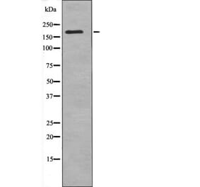 Western blot - CUTL1 (Phospho-Ser1215) Antibody from Signalway Antibody (12592) - Antibodies.com