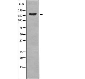 Western blot - CUTL1 (Phospho-Ser1237) Antibody from Signalway Antibody (12593) - Antibodies.com