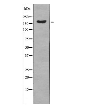 Western blot - CUTL1 (Phospho-Ser1237) Antibody from Signalway Antibody (12593) - Antibodies.com