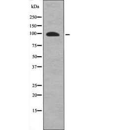 Western blot - FKHRL1 (Phospho-Ser318) Antibody from Signalway Antibody (12601) - Antibodies.com