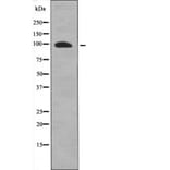 Western blot - FKHRL1 (Phospho-Ser318) Antibody from Signalway Antibody (12601) - Antibodies.com