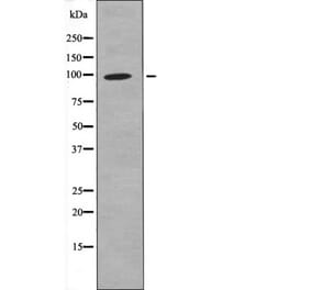 Western blot - FKHRL1 (Phospho-Ser321) Antibody from Signalway Antibody (12602) - Antibodies.com