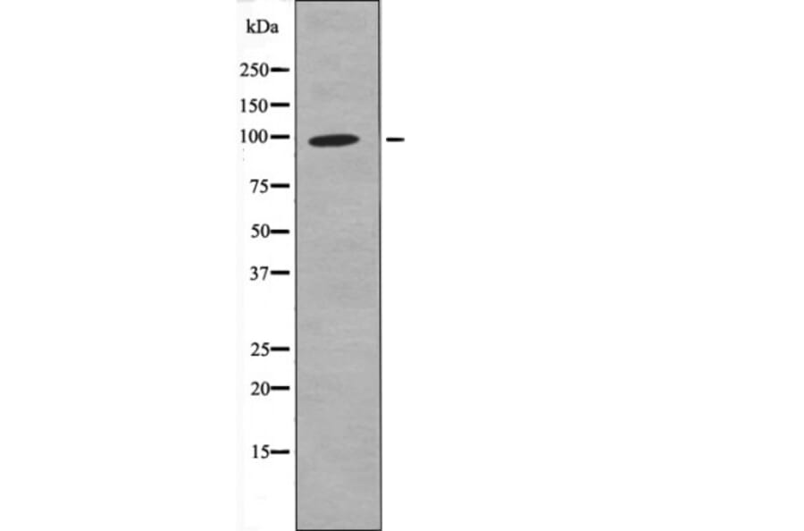 Western blot - FKHRL1 (Phospho-Ser321) Antibody from Signalway Antibody (12602) - Antibodies.com