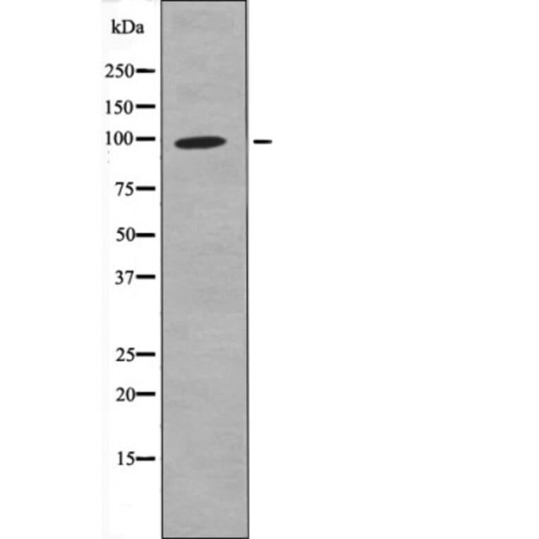 Western blot - FKHRL1 (Phospho-Ser321) Antibody from Signalway Antibody (12602) - Antibodies.com