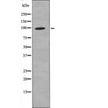 Western blot - FKHRL1 (Phospho-Ser321) Antibody from Signalway Antibody (12602) - Antibodies.com