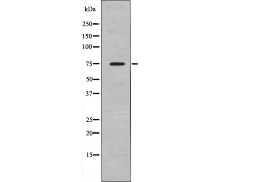 Western blot - Kizuna (Phospho-Thr379) Antibody from Signalway Antibody (12606) - Antibodies.com