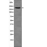 Western blot - SRC-1 (Phospho-Thr1179) Antibody from Signalway Antibody (12640) - Antibodies.com