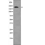 Western blot - 53BP1 (Phospho-Ser1778) Antibody from Signalway Antibody (12657) - Antibodies.com