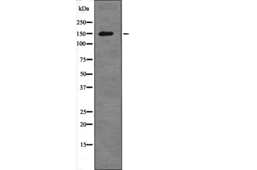 Western blot - Raptor (Phospho-Ser792) Antibody from Signalway Antibody (12666) - Antibodies.com