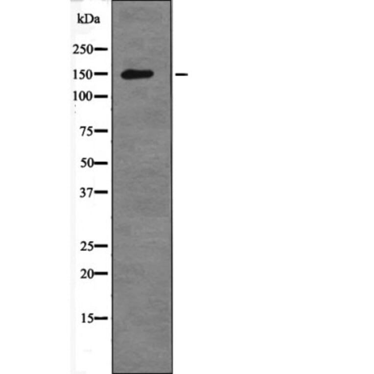 Western blot - Raptor (Phospho-Ser792) Antibody from Signalway Antibody (12666) - Antibodies.com