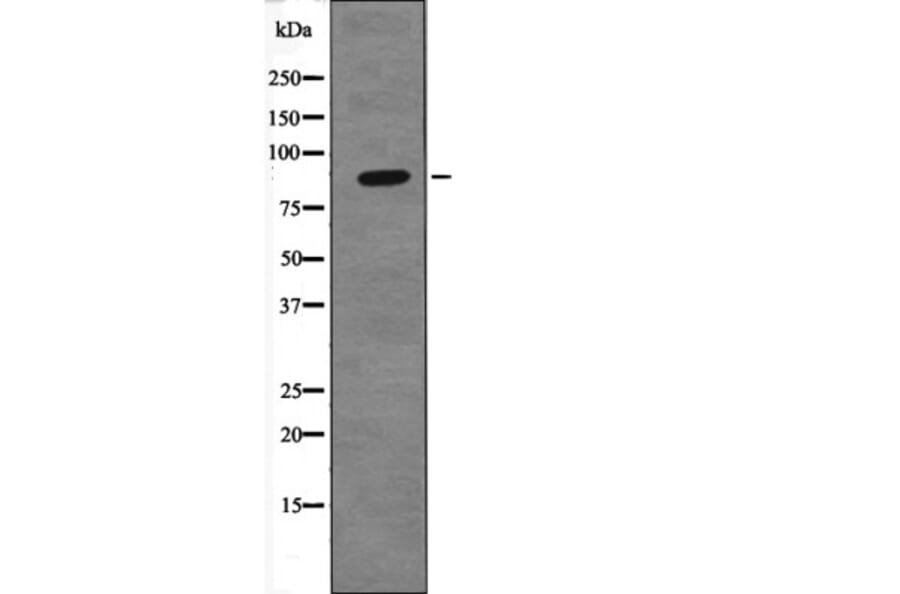Western blot - TIF1-β (Phospho-Ser824) Antibody from Signalway Antibody (12668) - Antibodies.com