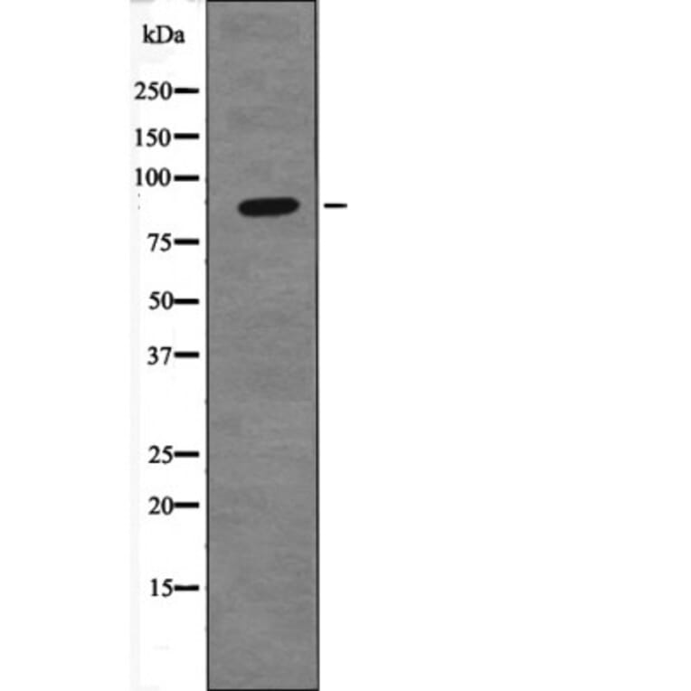 Western blot - TIF1-β (Phospho-Ser824) Antibody from Signalway Antibody (12668) - Antibodies.com
