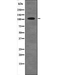 Western blot - HDAC7A (Phospho-Ser486) Antibody from Signalway Antibody (12685) - Antibodies.com