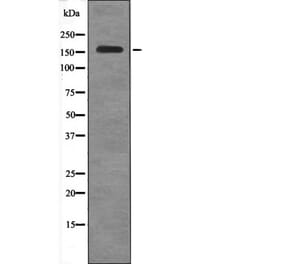 Western blot - PLCG1 (Phospho-Ser1248) Antibody from Signalway Antibody (12693) - Antibodies.com