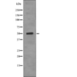 Western blot - AP-2mu (Phospho-Thr156) Antibody from Signalway Antibody (12741) - Antibodies.com