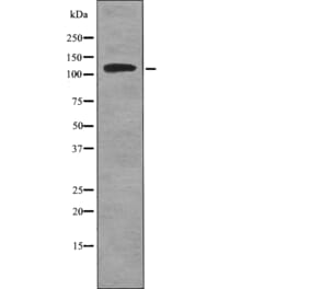 Western blot - ATP1A1 (Phospho-Tyr260) Antibody from Signalway Antibody (12743) - Antibodies.com