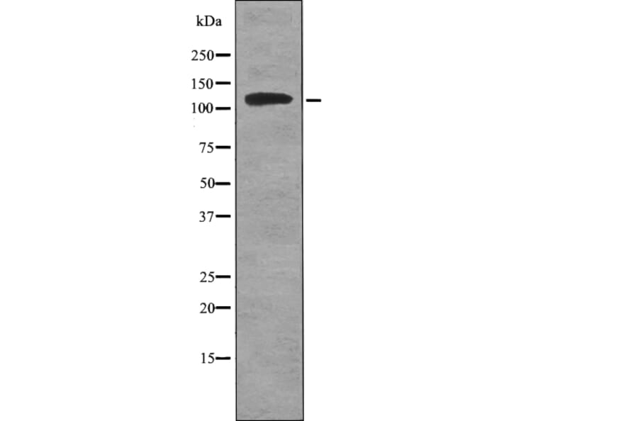 Western blot - ATP1A1 (Phospho-Tyr260) Antibody from Signalway Antibody (12743) - Antibodies.com
