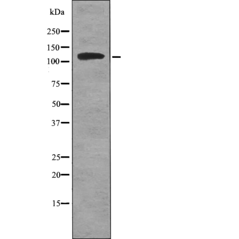 Western blot - ATP1A1 (Phospho-Tyr260) Antibody from Signalway Antibody (12743) - Antibodies.com