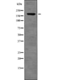 Western blot - FANCD2 (Phospho-Thr691) Antibody from Signalway Antibody (12754) - Antibodies.com