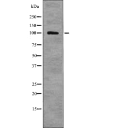 Western blot - HSP105 (Phospho-Ser809) Antibody from Signalway Antibody (12761) - Antibodies.com