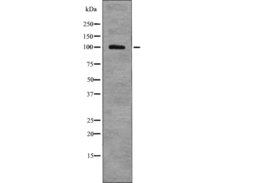 Western blot - HSP105 (Phospho-Ser809) Antibody from Signalway Antibody (12761) - Antibodies.com