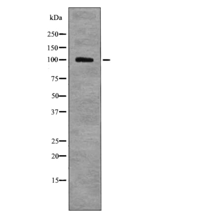 Western blot - HSP105 (Phospho-Ser809) Antibody from Signalway Antibody (12761) - Antibodies.com