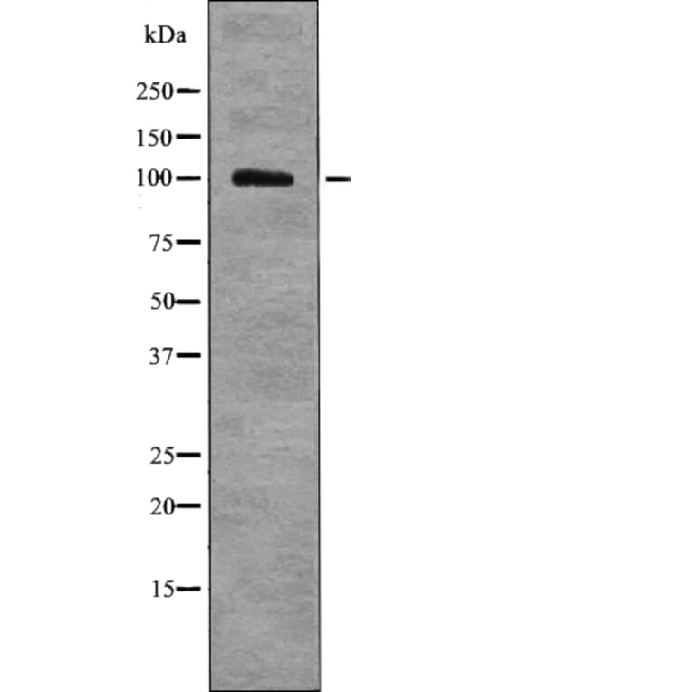 Western blot - HSP105 (Phospho-Ser809) Antibody from Signalway Antibody (12761) - Antibodies.com